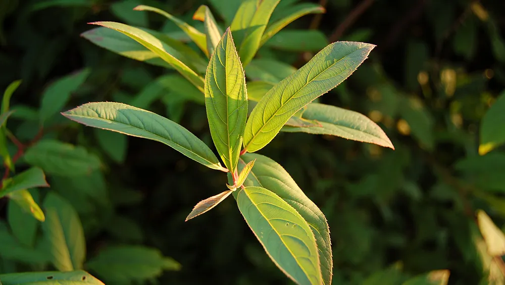 Itea Henry’s Garnet