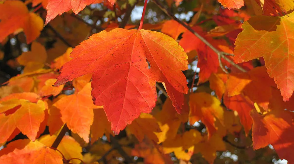 Fall color. October glory maple tree
