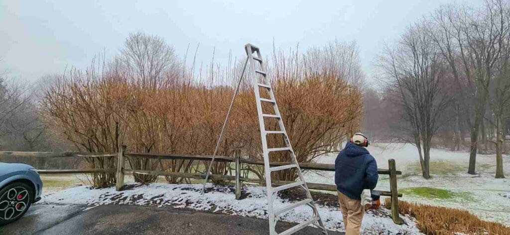 pruning before