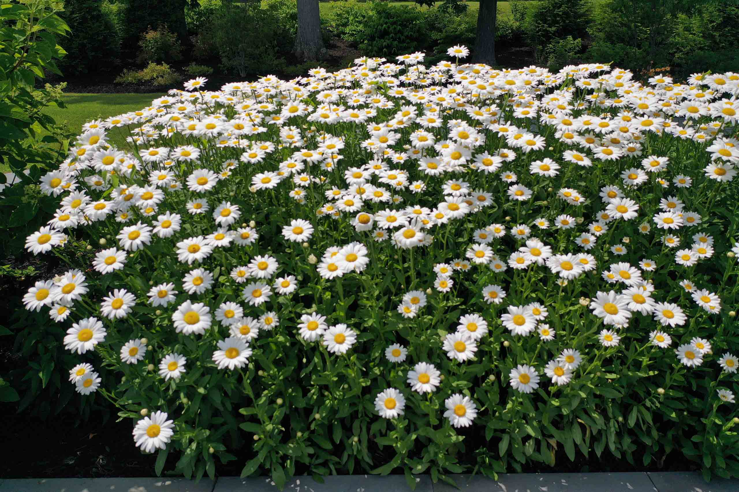 Pittsford, NY Landscaping Services